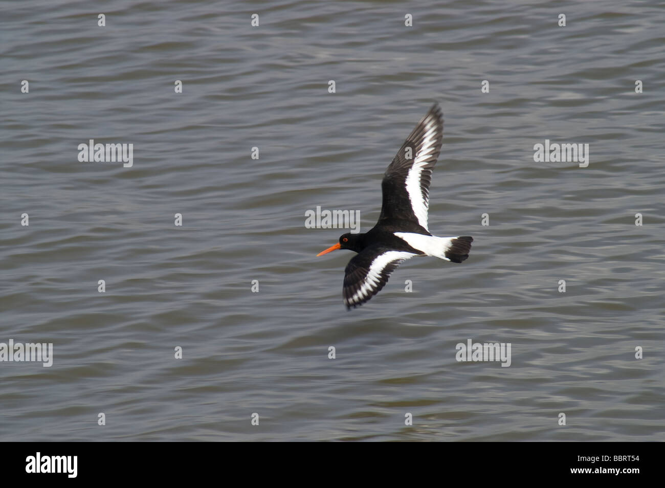Oyster catcher haematopus ostralegus flying hires stock photography