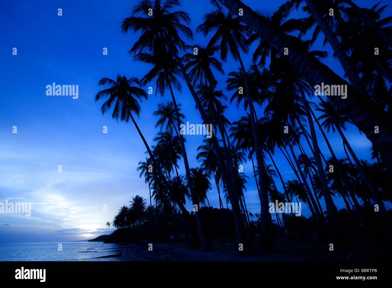 Kapuaiwa Coconut Grove Molokai Hawaii Stock Photo Alamy