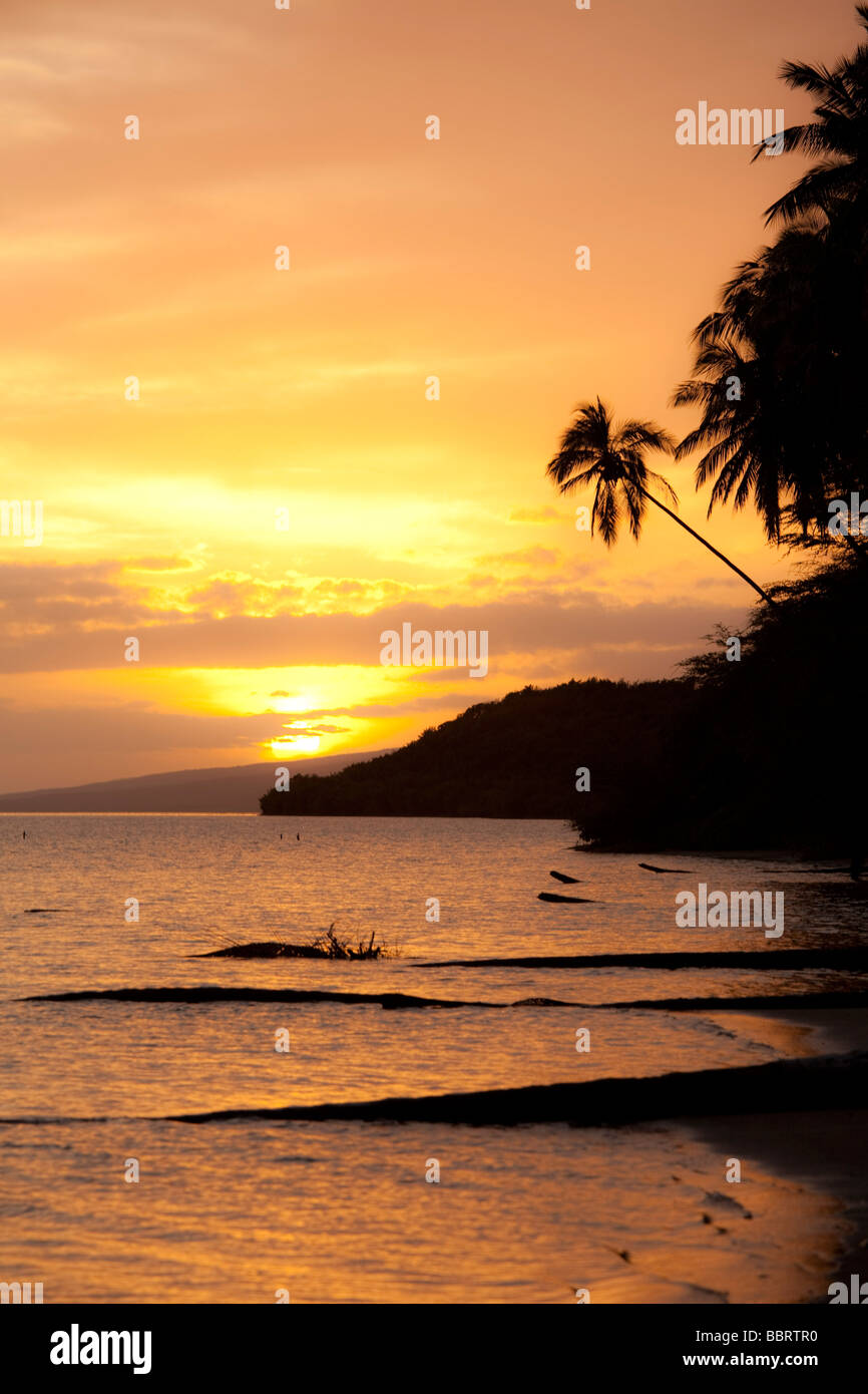 Kapuaiwa Coconut Grove Molokai Hawaii Stock Photo Alamy