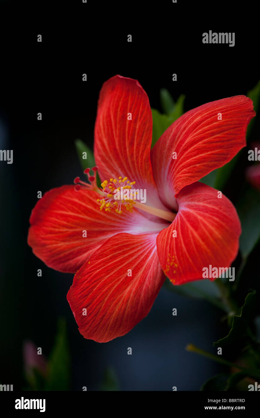Red hibiscus flower molokai hawaii hi-res stock photography and images ...