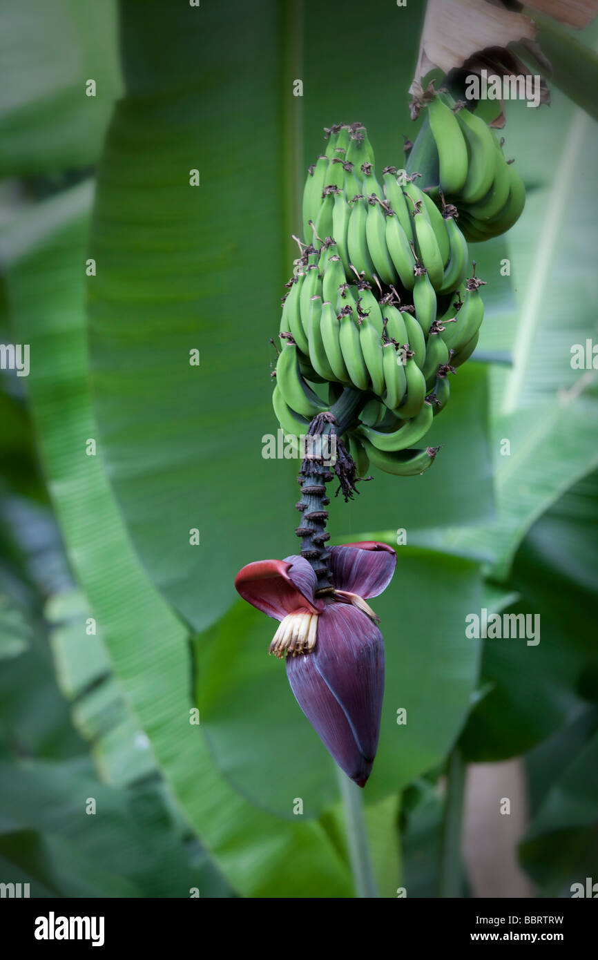 Banana tree hires stock photography and images Alamy
