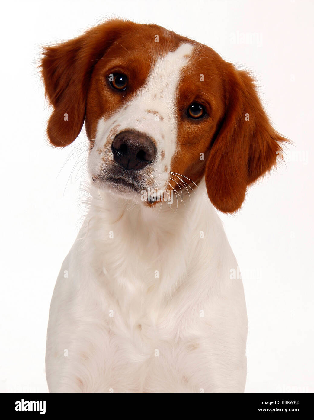 Epagneul Breton Or Brittany Spaniel Studio Photo France Stock Photo Alamy