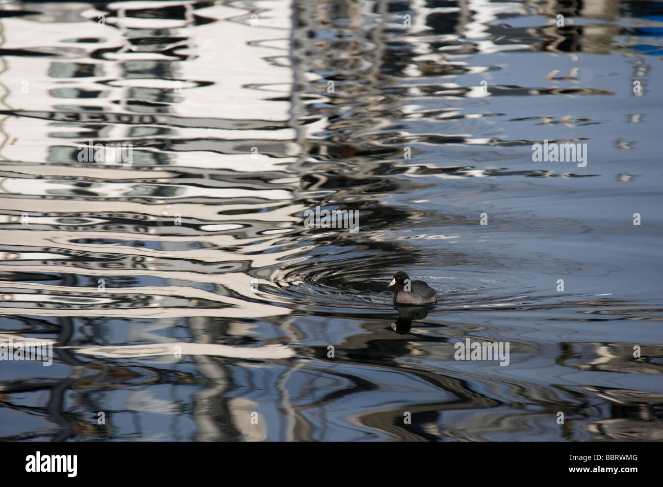 American coot fishing hires stock photography and images Alamy