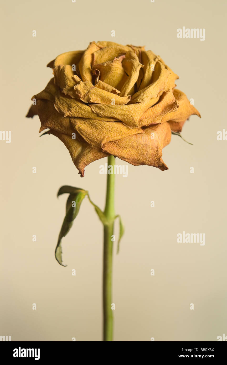 Single dried yellow rose against plain background Stock Photo - Alamy