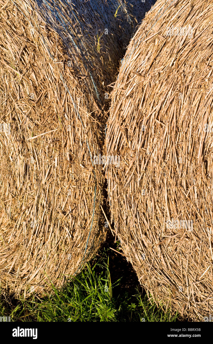 Round Hay Bales on the Tennyson trail, Newport, Isle of Wight, England