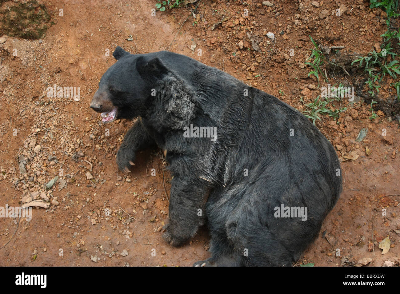 Asian Black Bear Stock Photo