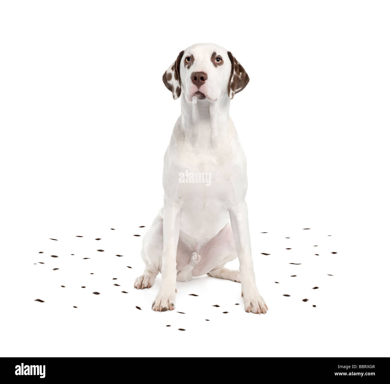 Dalmatian shedding its spots in front of a white background Stock Photo