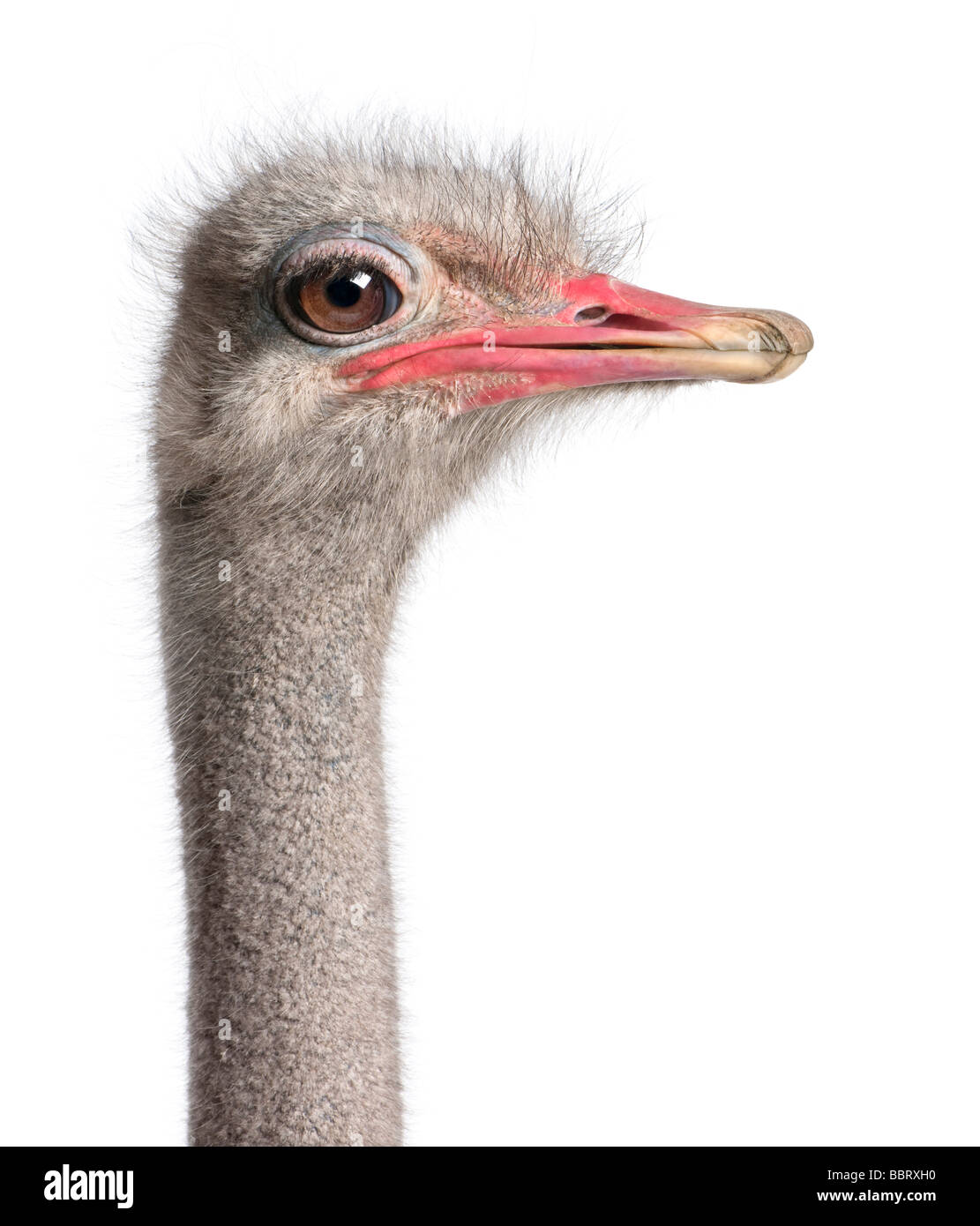 close up on a ostrich's head in front of a white background Stock Photo