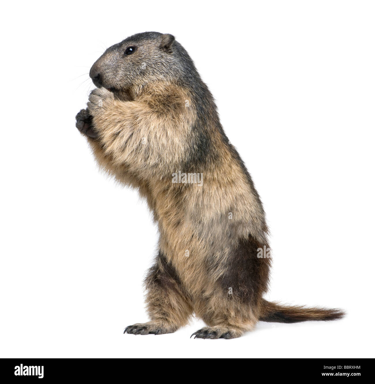 Alpine Marmot Marmota marmota 4 years old in front of a white background Stock Photo