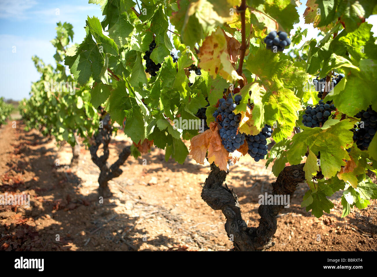 RED GRAPE VINES LANGUEDOC FRANCE Stock Photo Alamy