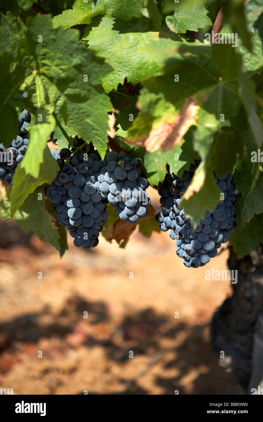 RED GRAPE VINES LANGUEDOC FRANCE Stock Photo Alamy