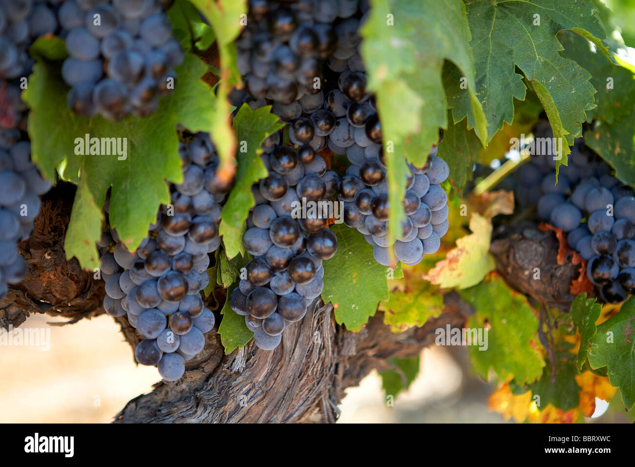 RED GRAPE VINES LANGUEDOC FRANCE Stock Photo Alamy