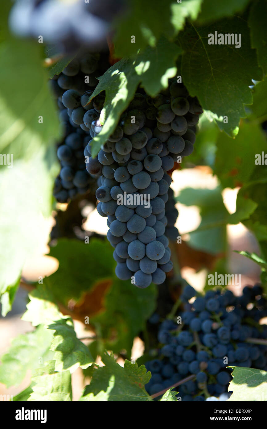 RED GRAPE VINES LANGUEDOC FRANCE Stock Photo Alamy