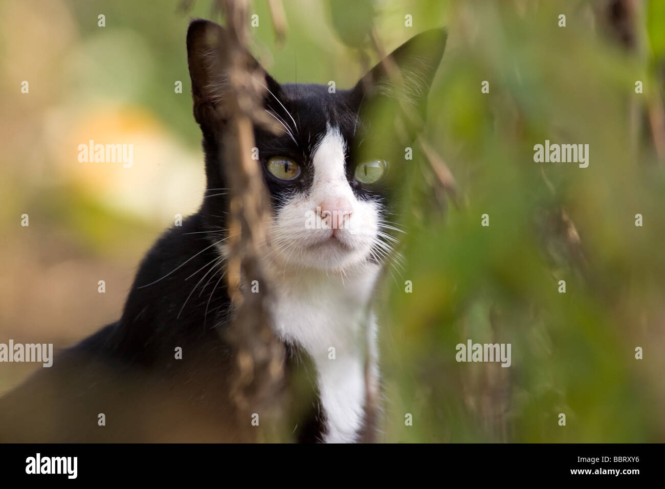 A Beautiful Cat At The Malay Village Stock Photo Alamy