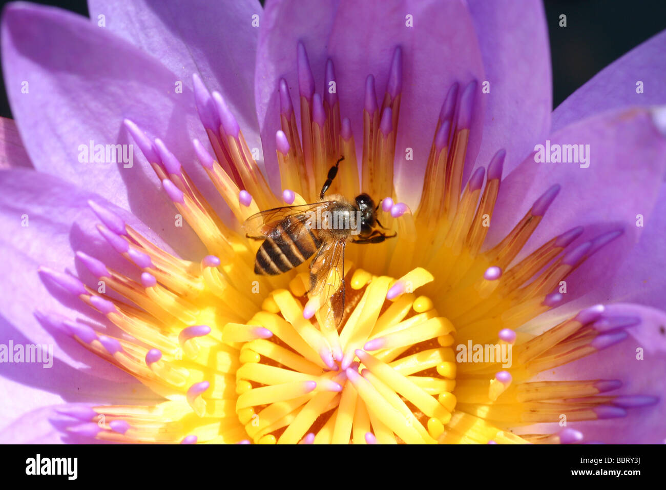 A bee on the waterlily. Outdoor natural setting in the gardern Stock ...
