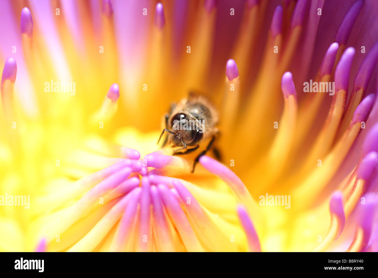 A bee on the waterlily. Outdoor natural setting in the gardern. Stock Photo