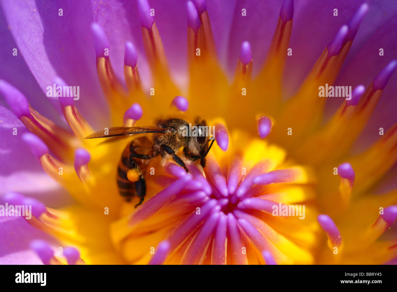 A bee on the waterlily. Outdoor natural setting in the garden. Stock Photo
