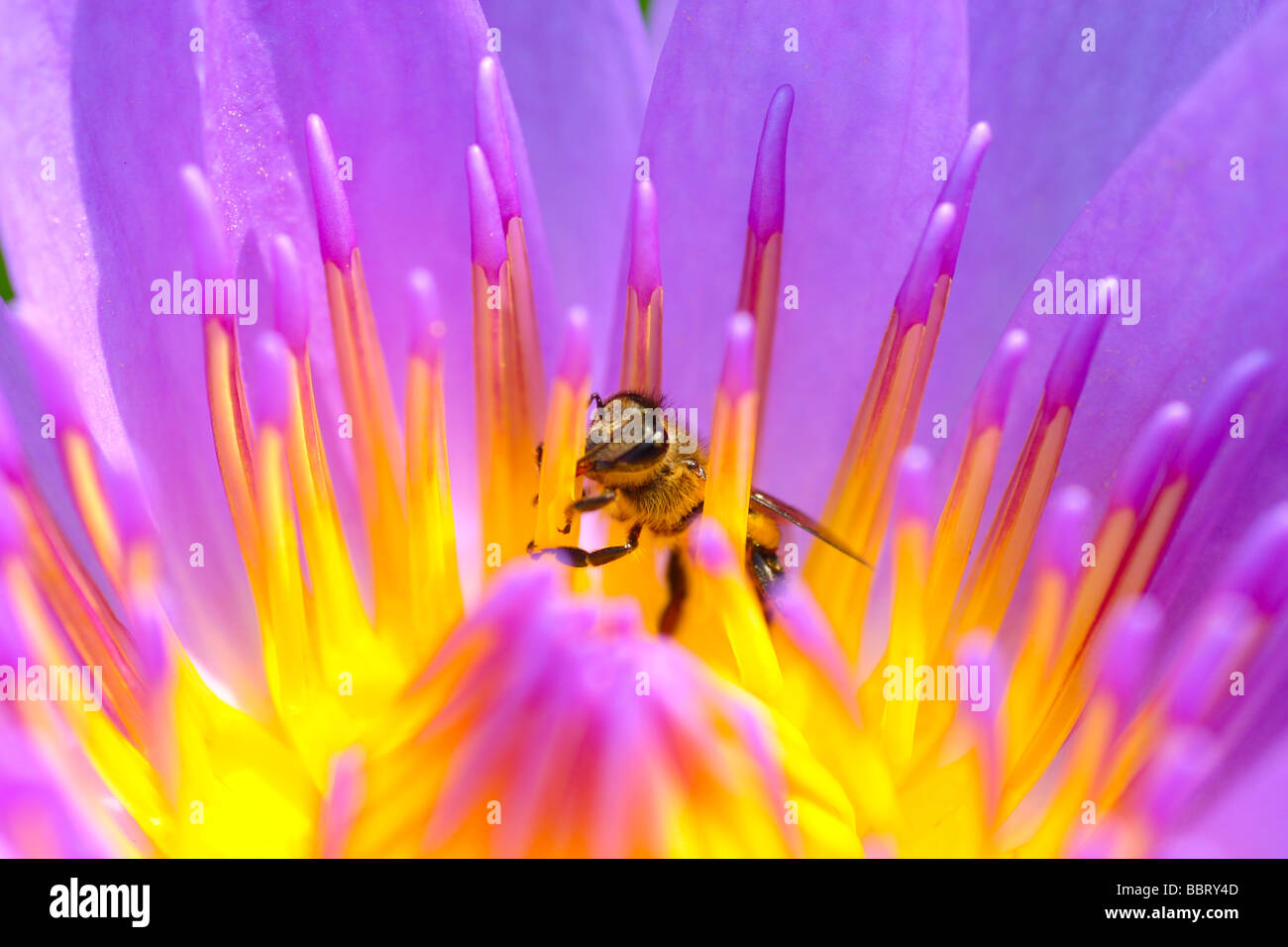 A bee on the waterlily. Outdoor natural setting in the gardern. Stock Photo