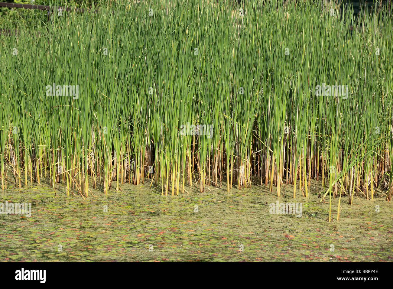 Typha latifolia reed bed hires stock photography and images Alamy