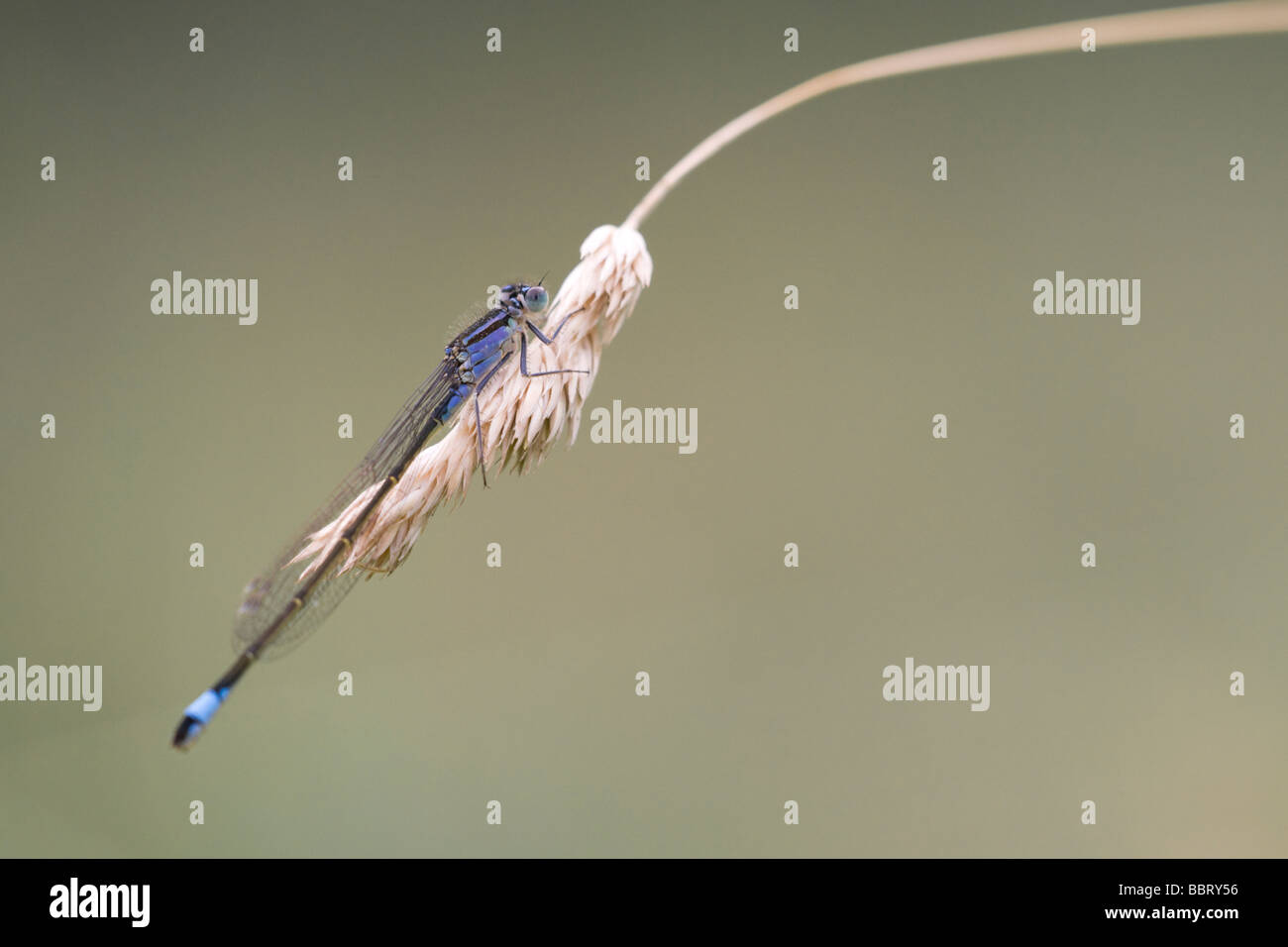 A Common Blue Damselfly (Enallagma cyathigerum) resting on a blade of ...