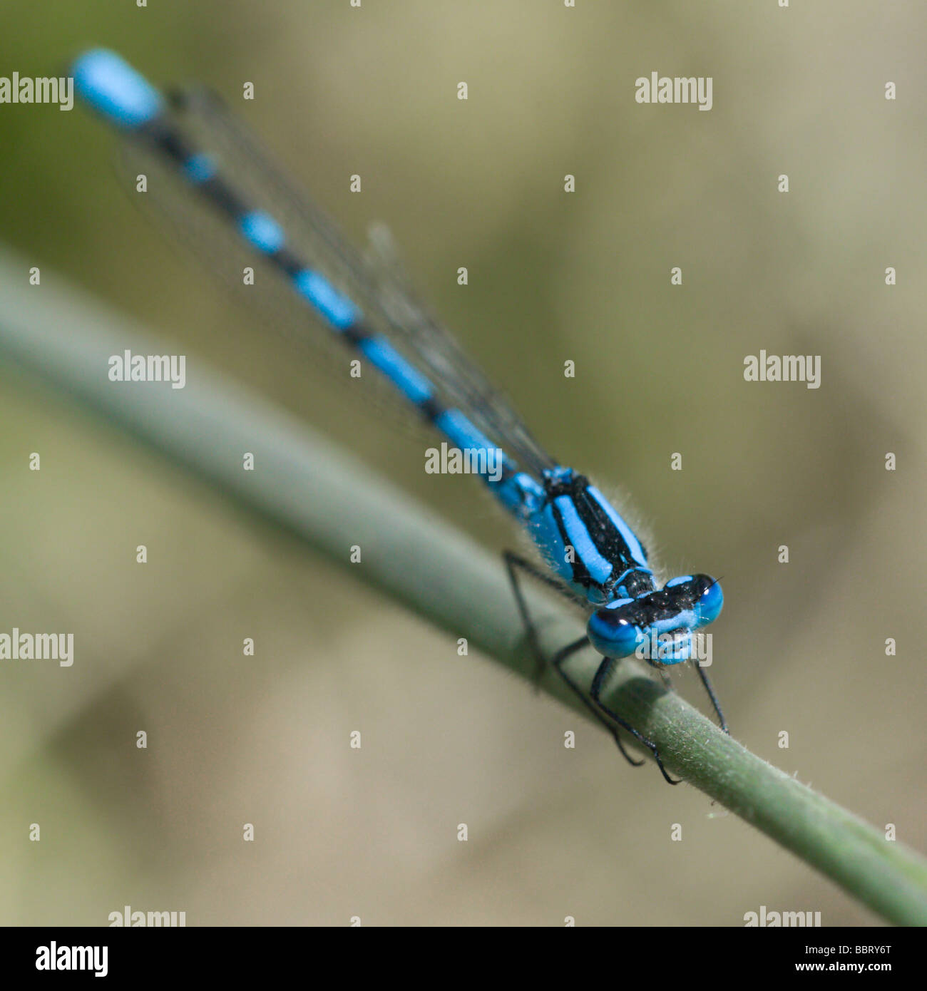 A Common Blue Damselfly resting on a blade of grass Stock Photo - Alamy