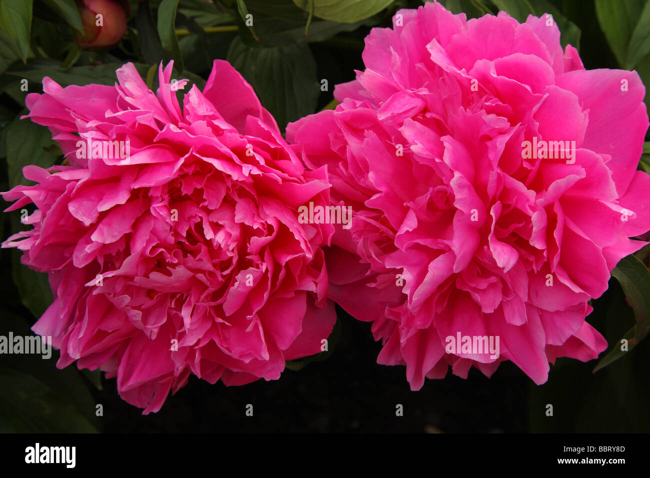 Peony 'Neon' beautiful pink Peony flower Stock Photo - Alamy