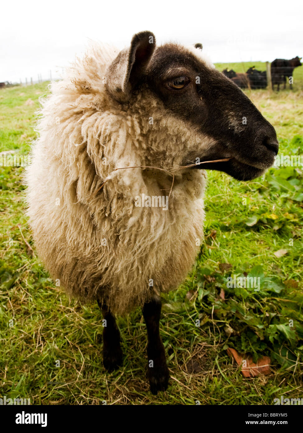 sheep with black head standing and looking sideways to the right Stock Photo