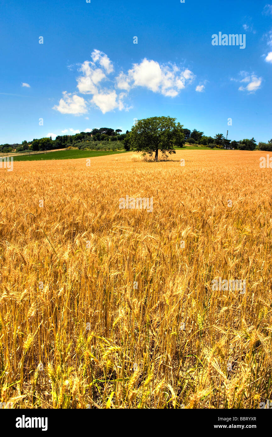 The colors of summer in Umbria Stock Photo