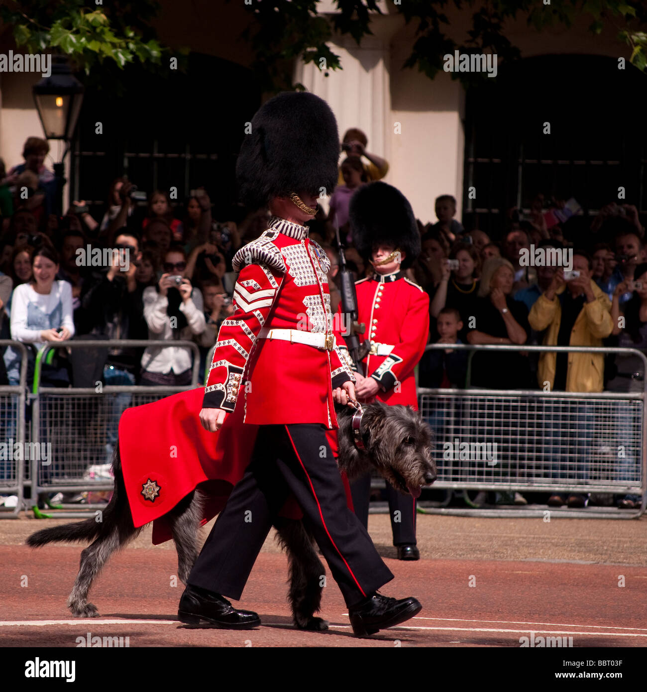 Trooping the Colour 2009, the Irish Guards mascot an Irish Wolfhound Stock Photo