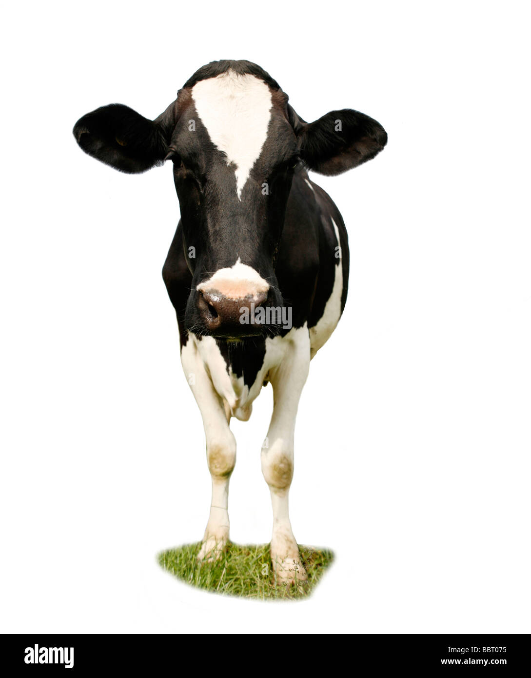 Friesian Cow Cut Out Stock Photo