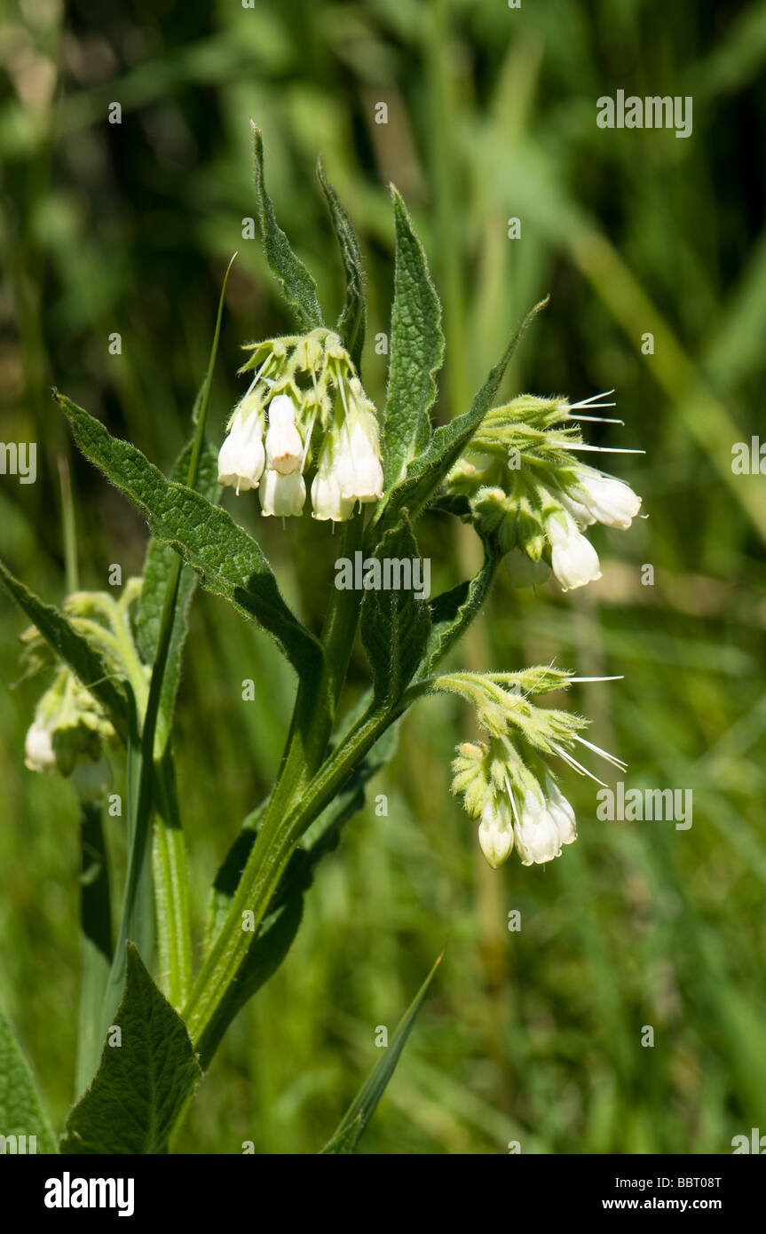 Common comfrey Symphytum officinale Stock Photo - Alamy