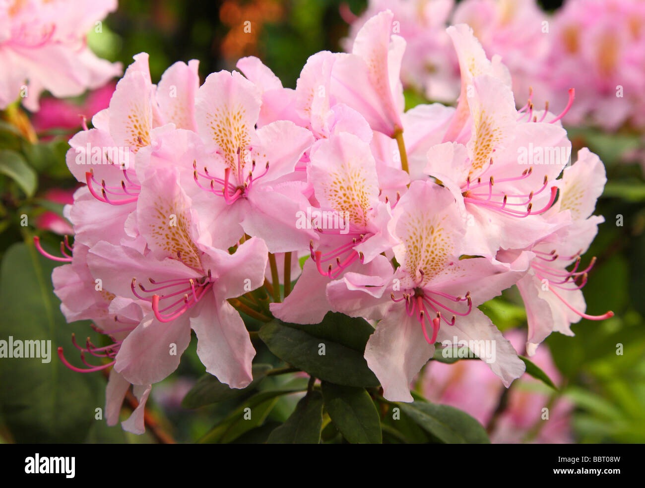 Pink Rhodos Pink rhododendron flowers close up Rhododendron