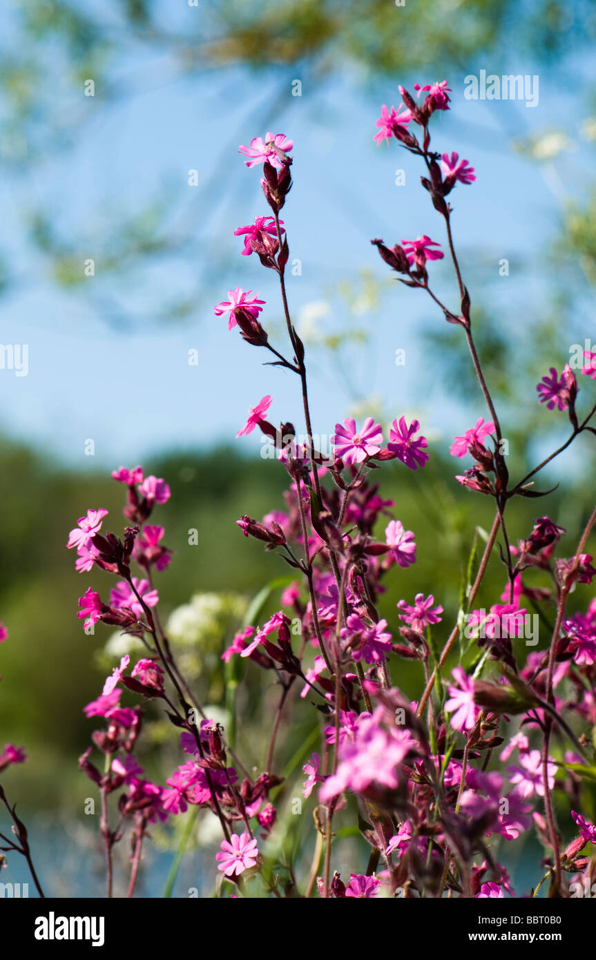 Red campion Silene dioica Stock Photo