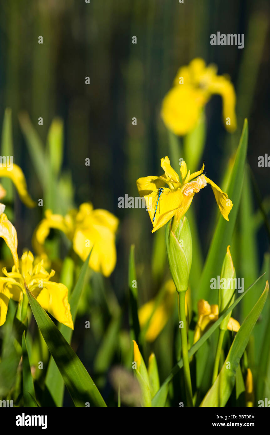 Blue flag wild iris hi-res stock photography and images - Alamy