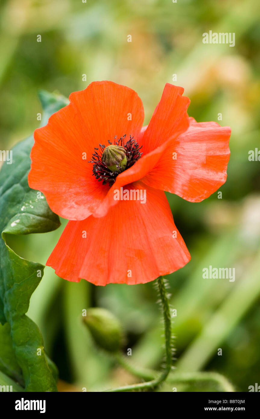 Common poppy Papaver rhoeas Stock Photo