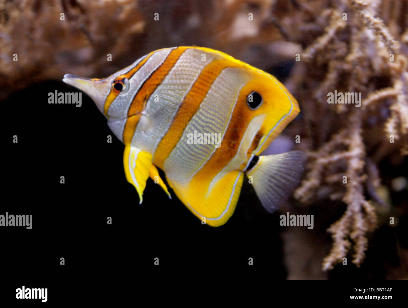 Copperband Butterflyfish, Copper-banded Butterflyfish, Beaked Butterflyfish or Beak Coralfish, Chelmon rostratus, Chaetodontidae Stock Photo