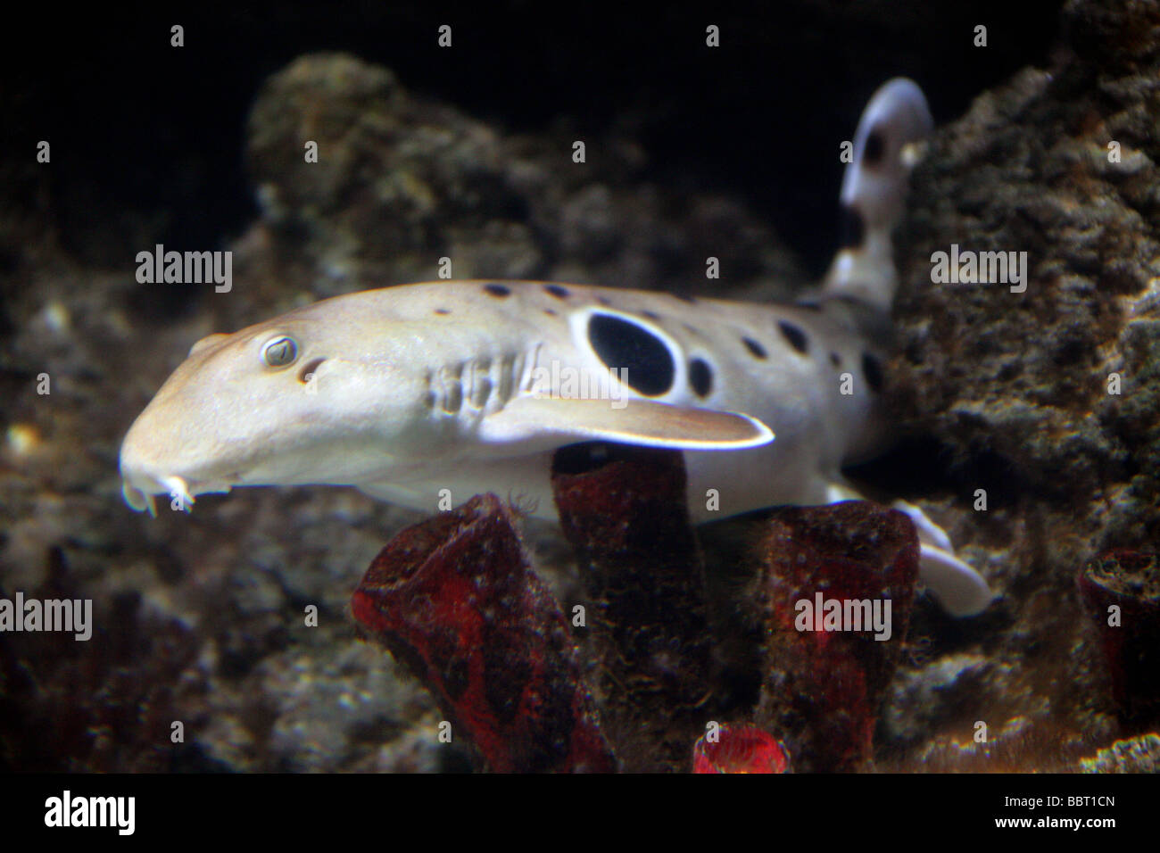 Epaulette Shark, Hemiscyllium ocellatum, Hemiscylliidae Stock Photo