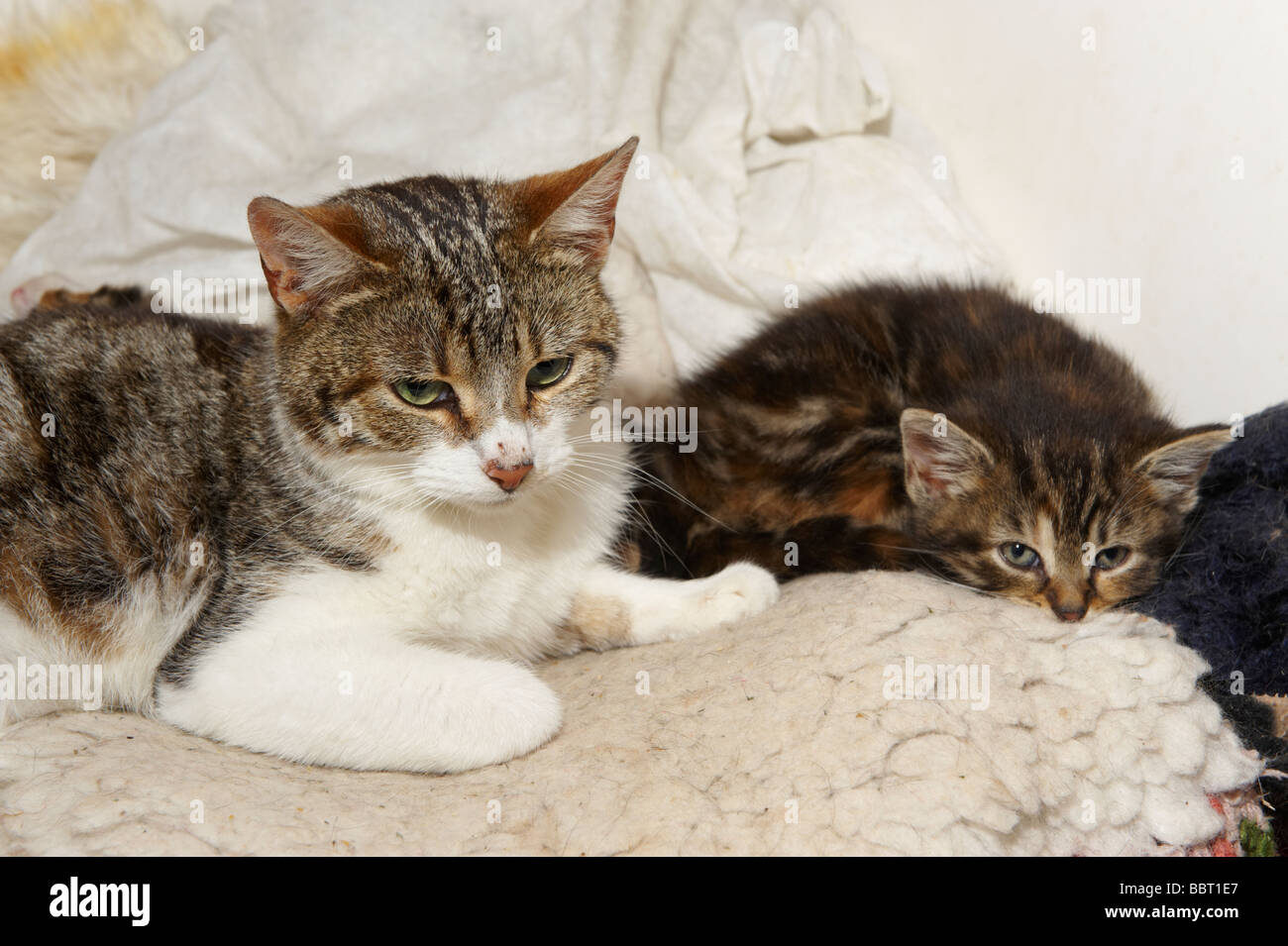 Female cat queen with young kittens in her care Stock Photo Alamy