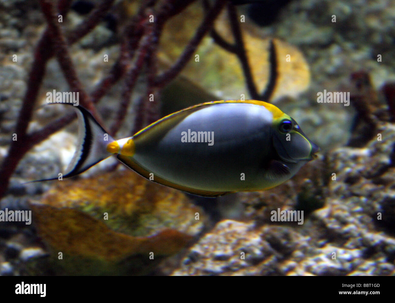 Lipstick Tang or Naso Tang, Naso lituratus, aka Orangespine Unicornfish