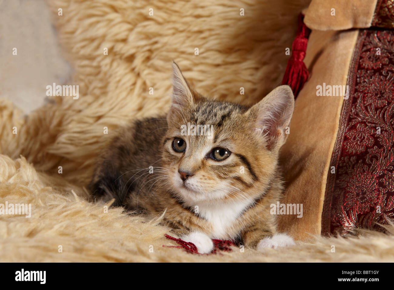 Young tabby kitten crouching lying down looking inquisitive Stock Photo