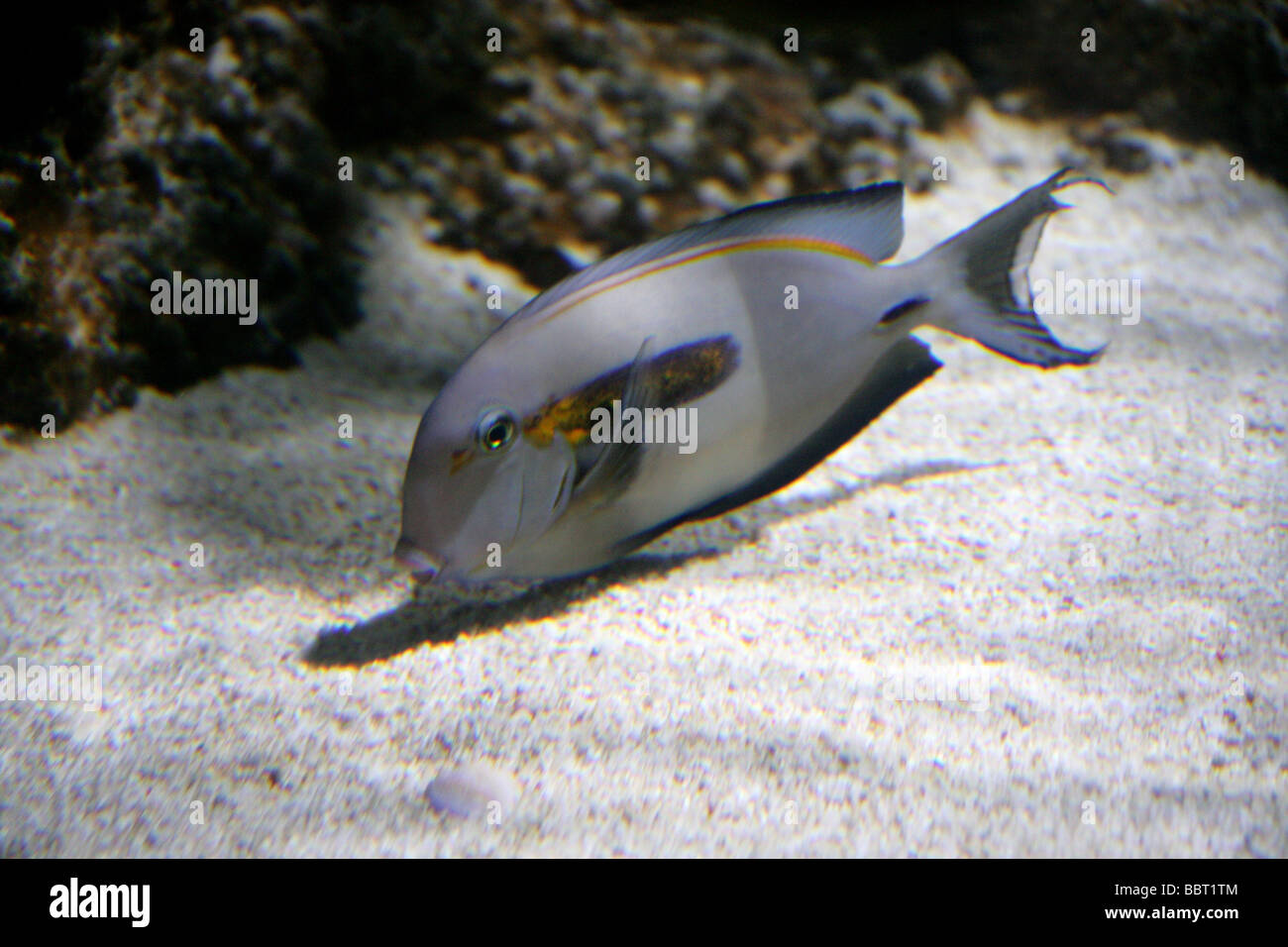 Orangeband Surgeonfish, Orange Striped Surgeonfish, Orange Epaullete Surgeonfish or Orange-shouldered Tang, Acanthurus olivaceus Stock Photo