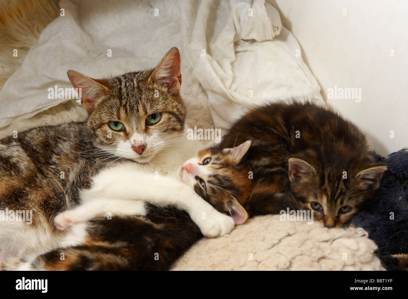 Female cat queen with young kittens in her care Stock Photo Alamy
