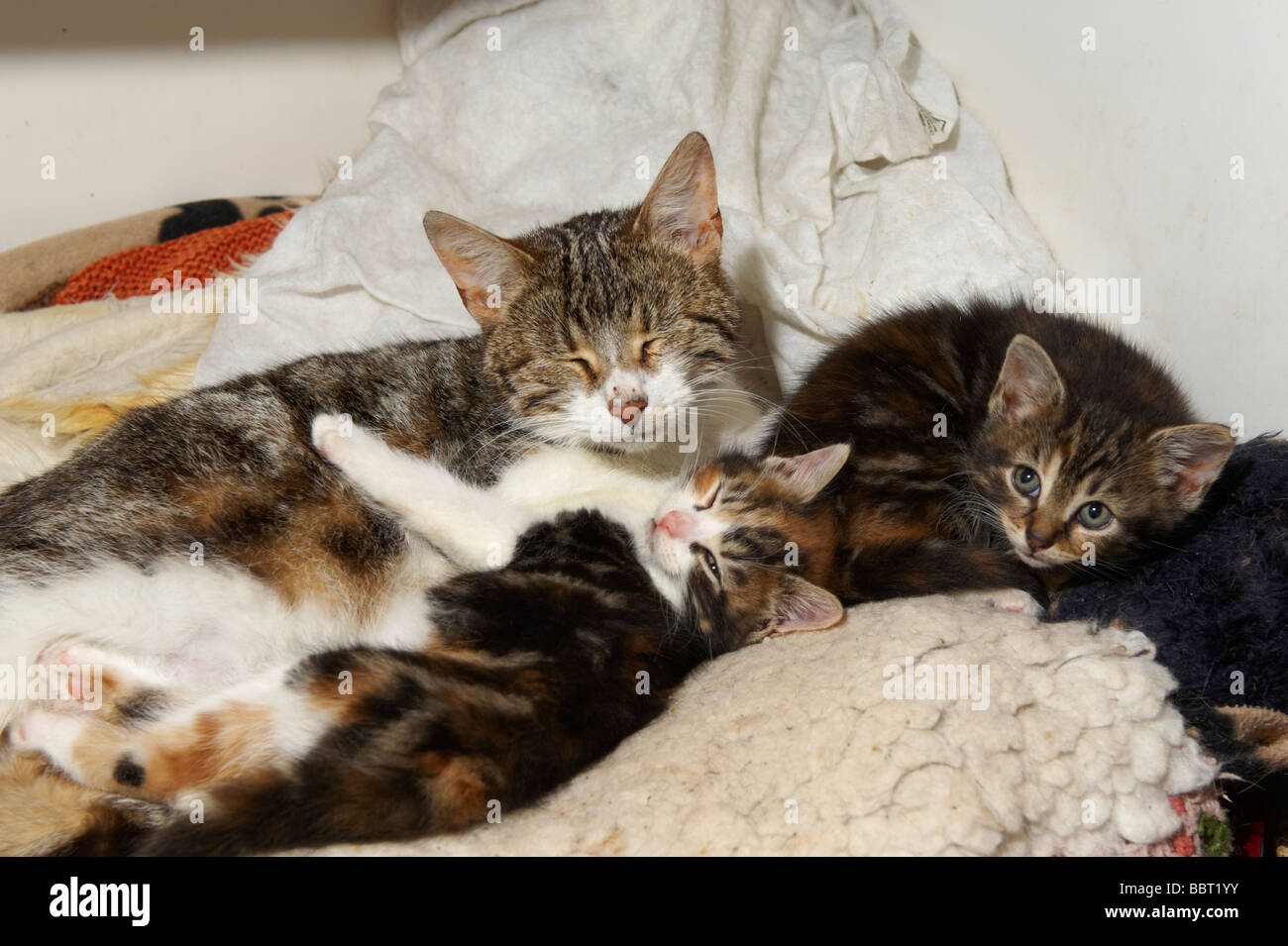 Female cat queen with young kittens in her care Stock Photo