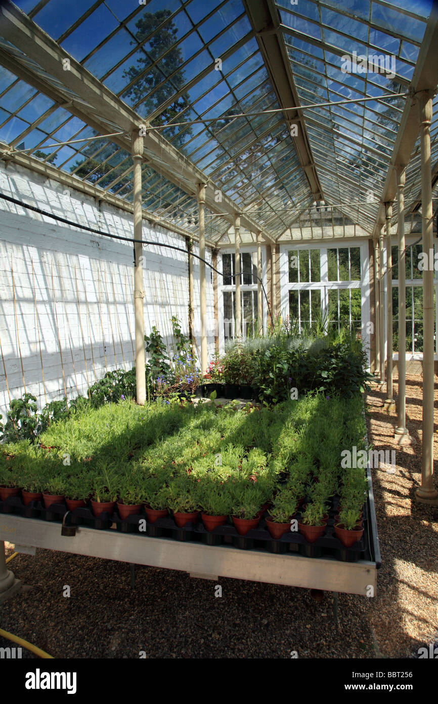 Trays of bedding plants hires stock photography and images Alamy