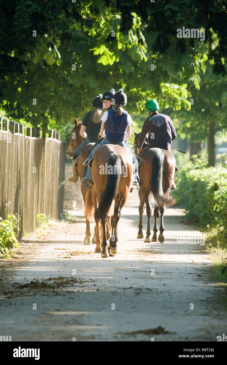 Racehorses walking along a horse walk, in Newmarket Suffolk England UK Stock Photo