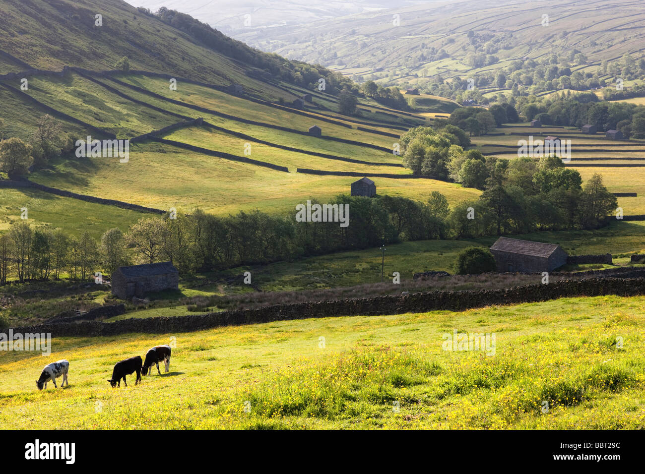 Fields and barns between Thwaite and Muker in early summer. Swaledale, North Yorkshire Stock Photo