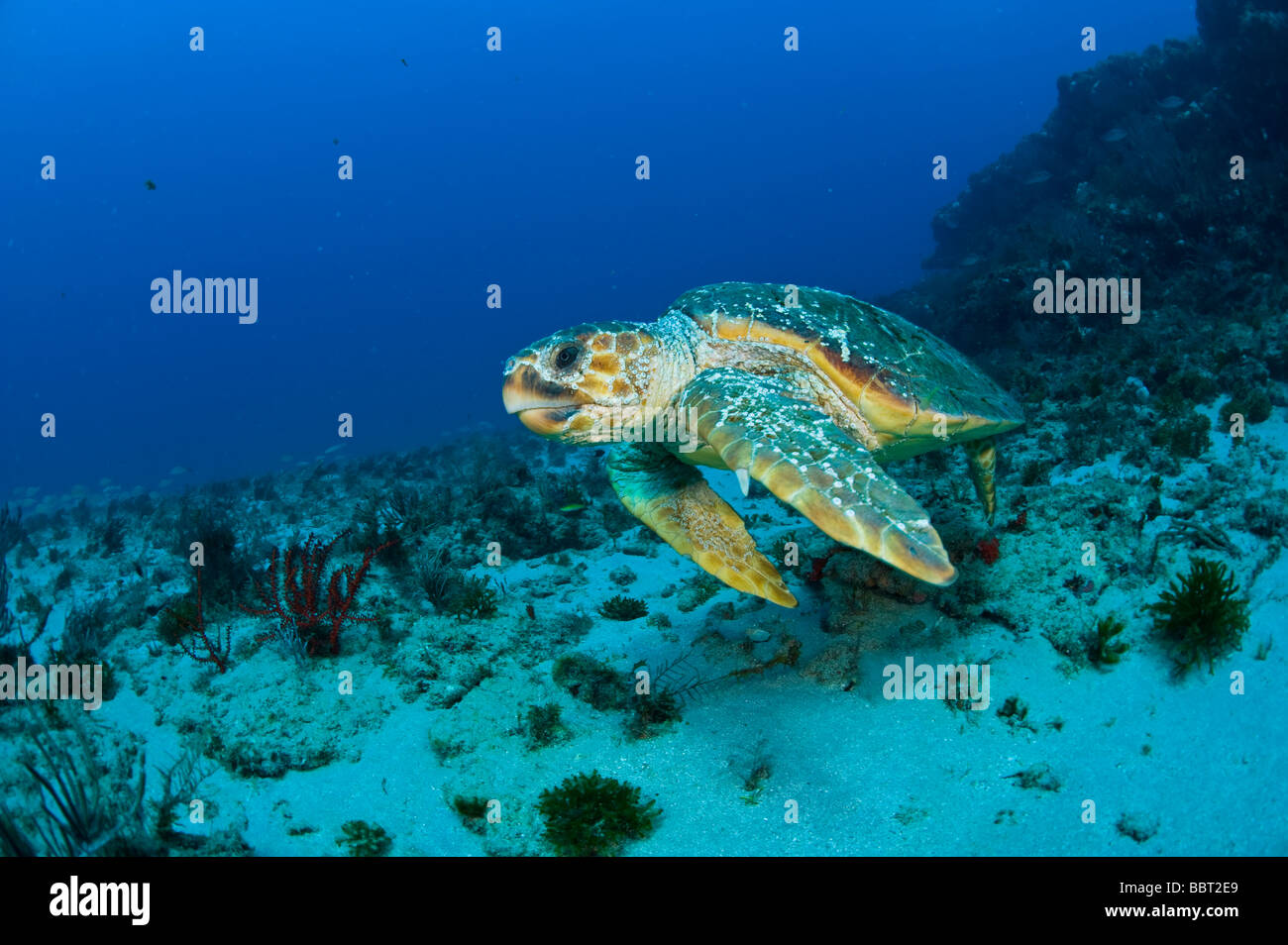 Loggerhead Sea Turtle (Caretta caretta) in Palm Beach County, FL. Stock Photo