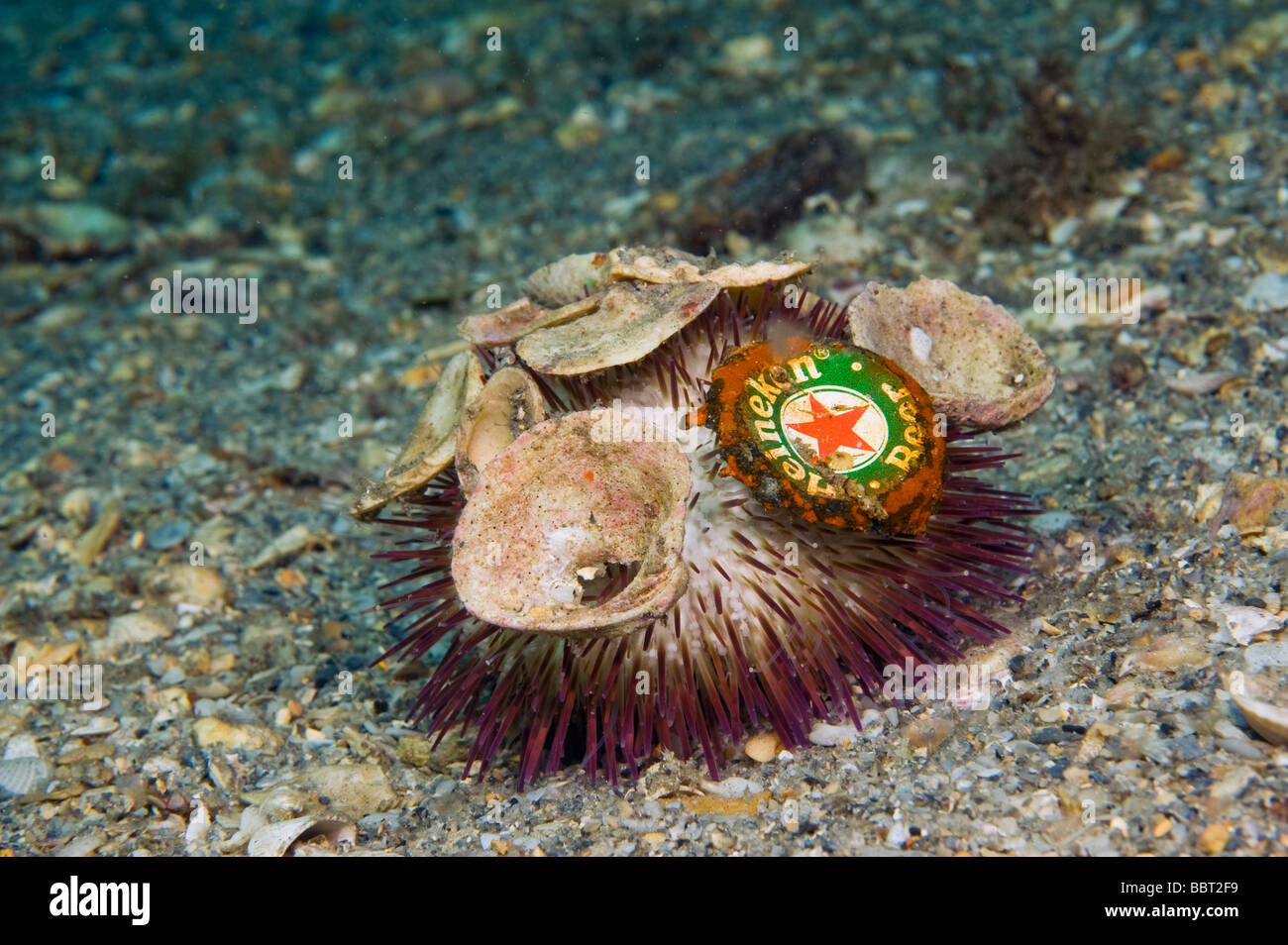 Sea Urchin Lytechinus variegatus with shells and a beer bottle cap or top attached to it Stock Photo