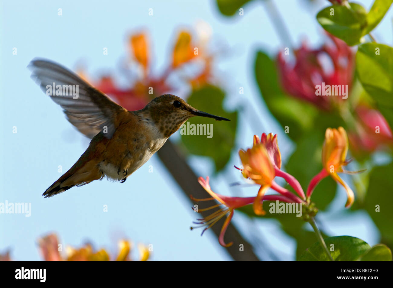 Humming bird approaching honeysuckle flower Stock Photo