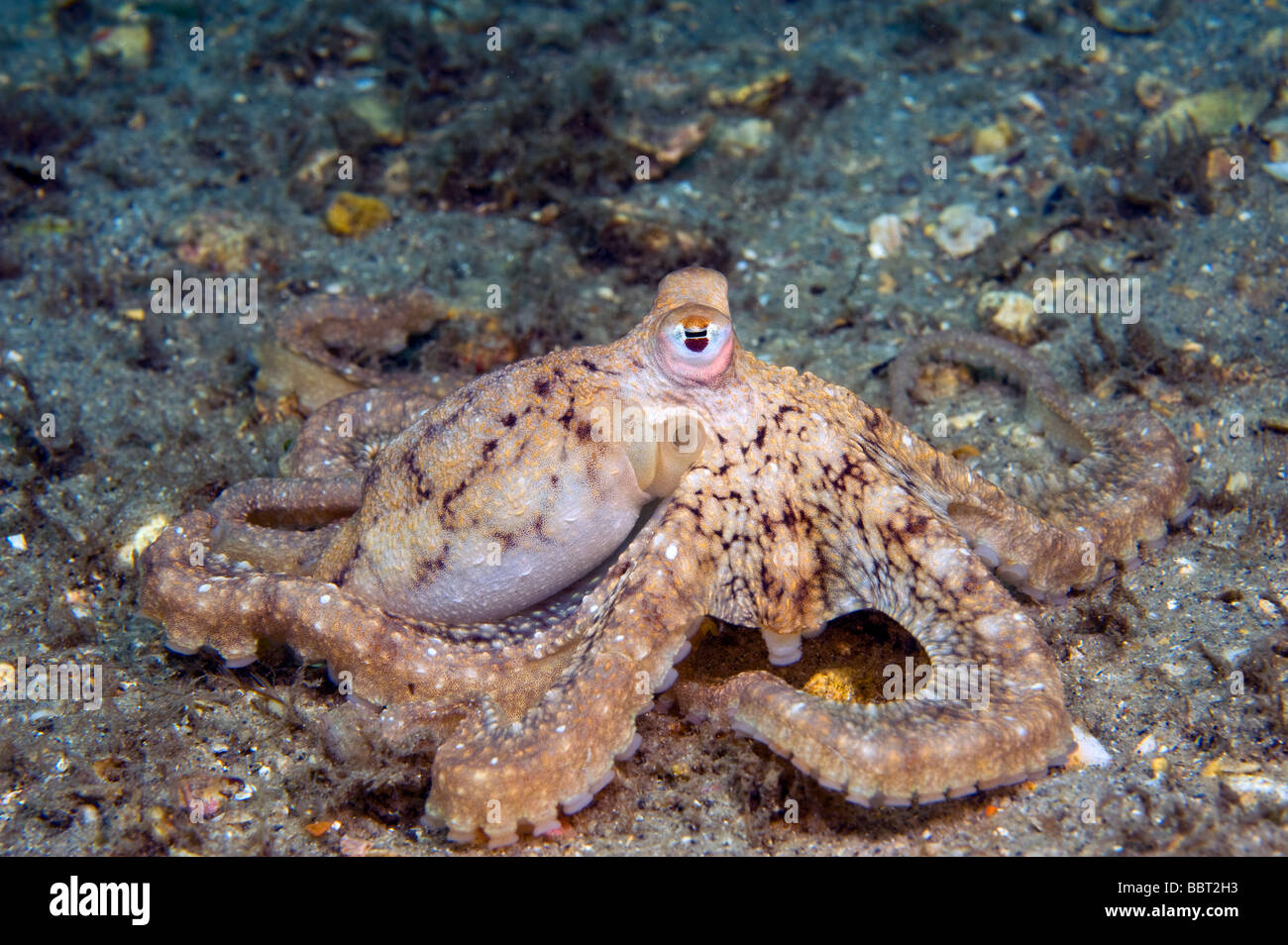 Caribbean Long Arm Octopus (Octopus defilippi) photographed in Singer